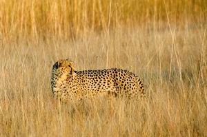 Luxury African Safaris - Kafue's Rivers and Plains | Luxury African Safari Vacations | Classic Africa
