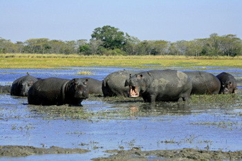 Luxury African Safaris - Kafue's Rivers and Plains | Luxury African Safari Vacations | Classic Africa