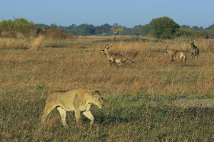 Kafue's Rivers and Plains | Luxury African Safari Vacations | Classic Africa - Best Luxury African Safaris