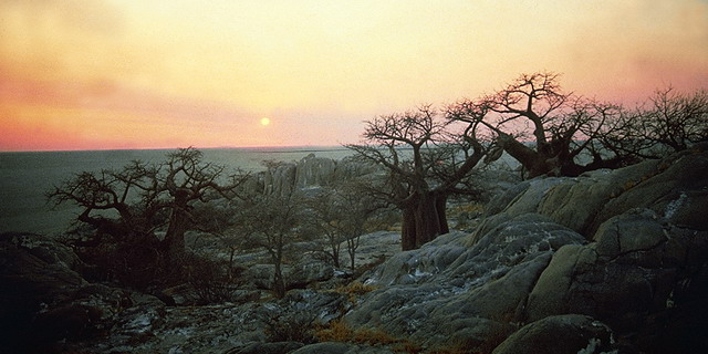 Kubu Island Safari | Luxury African Safari Vacations | Classic Africa