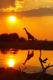 Luxury African Safaris - Migration Routes Safari | Luxury African Safari Vacations | Classic Africa