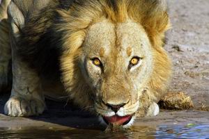 Migration Routes Safari | Luxury African Safari Vacations | Classic Africa - Luxury African Safaris