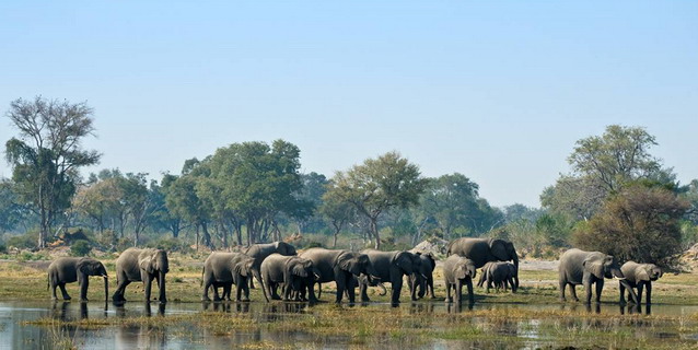 Elephant herd in the Okavango Delta - Mid Dry Season (June through Mid-September) | Luxury African Safari Vacations | Classic Africa