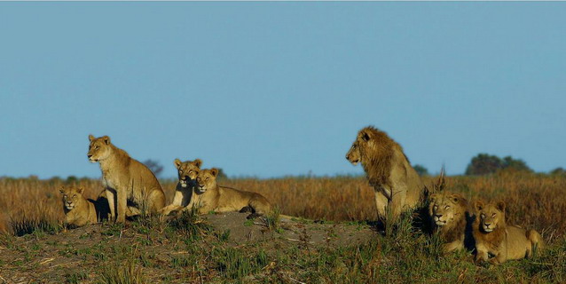 Lion pride in the Okavango Delta - Predator Hierarchy | Southern African Safaris | Classic Africa