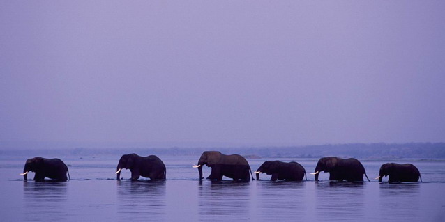 Elephants Crossing the Zambezi