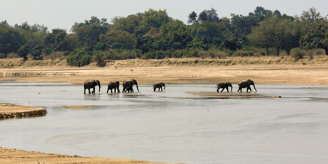 Elephants - one of the Big Five - "The Big Five" | Southern African Safaris | Classic Africa
