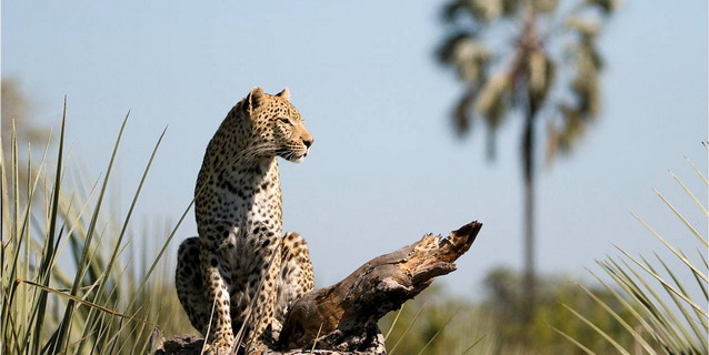 Leopard in the Okavango Delta