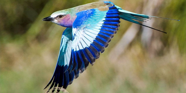 Lilac breasted roller - Birds of southern Africa | Southern African Safaris | Classic Africa