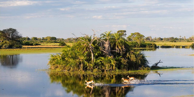 Lechwe in the Okavango Delta