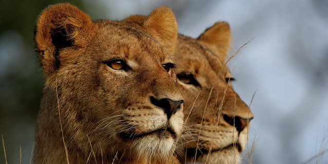 Lionesses on the hunt