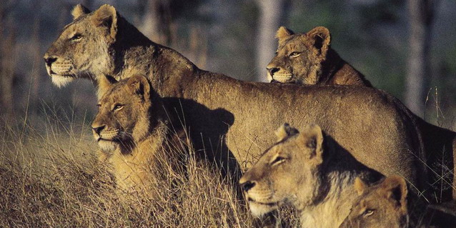 
  Luxury
  Safari South Africa, Botswana and Zambia - Kruger lion pride 
