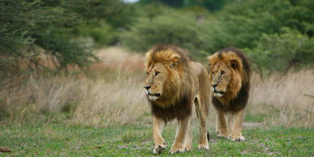 Male Lions - African conversation projects | Best Luxury African Safaris| Classic Africa