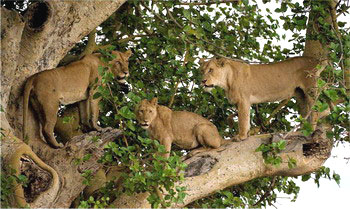 Lions in tree - |  Best Luxury African Safaris | Lion Research in Kafue National Park |  Best Luxury African Safaris | Classic Africa | Classic Africa