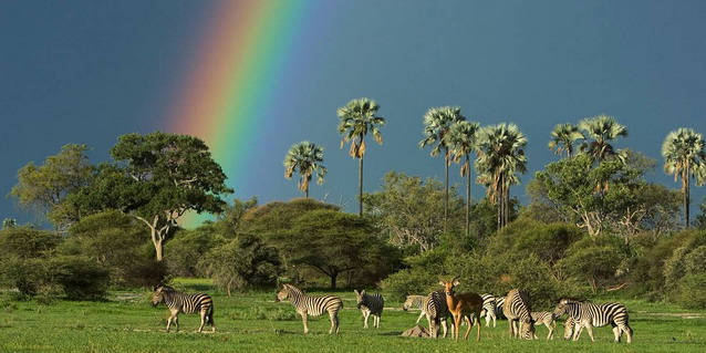 Wildlife in the Okavango Delta - Green Season (Mid November through March) | Luxury African Safari Vacations | Classic Africa