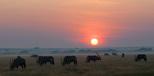 Oryx in Deception Valley - Early Dry Season (April/May) | Luxury African Safari Vacations | Classic Africa