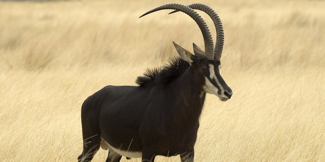 Sable in the Okavango Delta - Sable Research in the Okavango Delta | Best Luxury African Safaris | Classic Africa