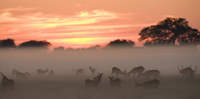 Sunrise on the Busanga Plains