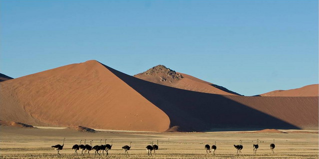 Safari in Namibia - Namibia Safari Tours - Namibia Luxury Safari - Ostriches in the Namib Desert