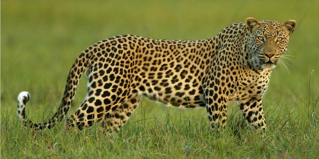 Leopard in the Okavango Delta