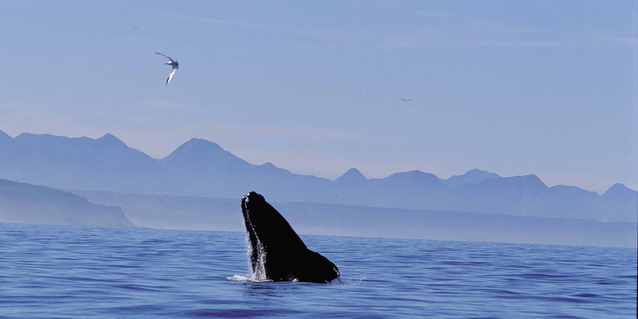 Whale Coast, South Africa - Marine Life | Southern African Safaris | Classic Africa