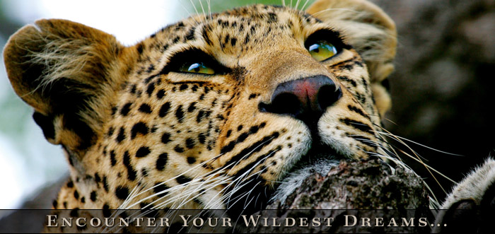 Classic Africa - Southern Africa Safaris - Luxury African Safaris