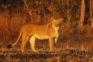 Lion Reserach at Kafue National Park - Luxury Zambia Safaris