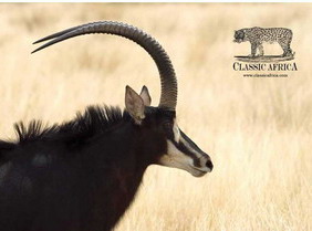 Sable Research at Vumbura Plains - Luxury Botswana Safaris
