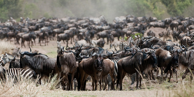 Mara Plains Camp