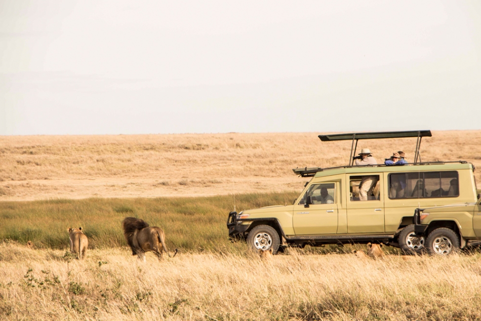 Ts Safari Star