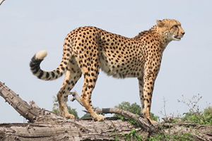 Luxury Southern African Safaris - Cheetah Photography