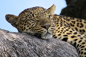 Leopard Resting - Luxury Safari Photography