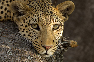 Leopard Photography - Luxury Botswana Safaris