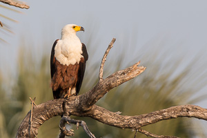 Safari Photography Lenses - Eagles in Southern Africa