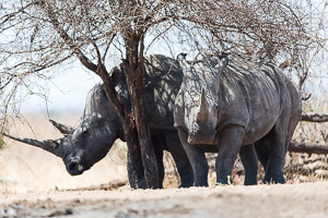 World Rhino Day - Wildlife Conservation in Southern Africa