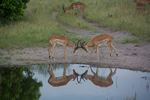 Reflections - Luxury Southern African Safaris