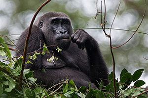 Luxury Congo Safaris - Western Lowland Gorilla