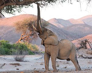 Luxury Namibian Safaris - Desert Elephant in Damaraland