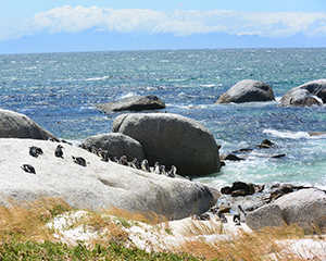 Photographing Penguins - Luxury South African Safaris