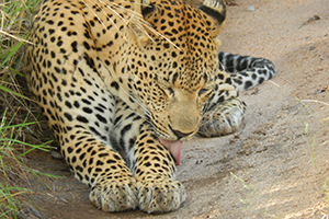 Leopard Closeup - Luxury African Safaris