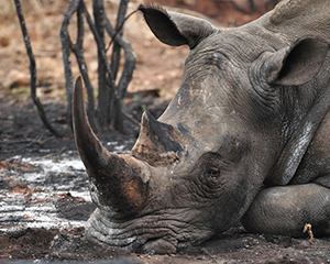 Luxury Southern African Safaris - Rhino Photography