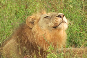 Luxury African Safaris - Lion Photography