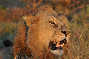 Lions in Southern Africa - Luxury African Safaris