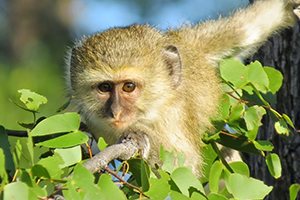 Luxury Southern African Safaris - Photographing Monkeys