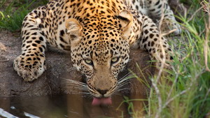 Luxury Southern African Safaris - Leopard Photography