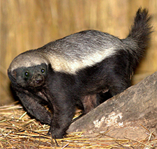 Honey Badger - Luxury Southern African Safaris