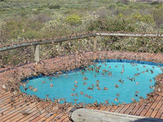 Quelea Exodus in the Chobe National Park - Luxury Botswana Safaris