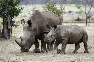 World Rhino Day - Conservation Southern Africa