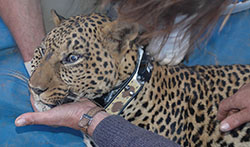 South African Conservation - Cape Leopard Trust