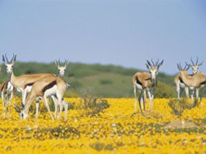 Luxury South Africa Safaris - Spring at Bushman's Kloof in the Cederberg Mountains
