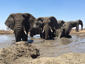 Elephant Migration - Luxury Southern African Safaris